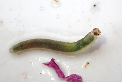 Ametastegia glabrata