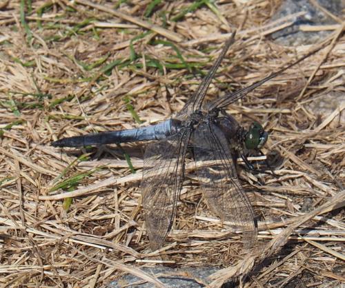 Réf. 349 478 : Orthetrum cancellatum