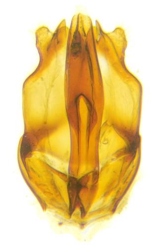 Anobium hederae