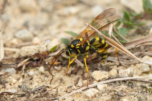 Banchus pictus