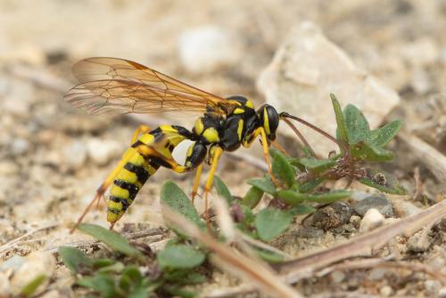 Banchus pictus