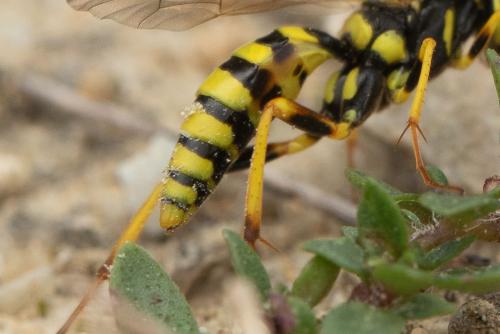 Banchus pictus