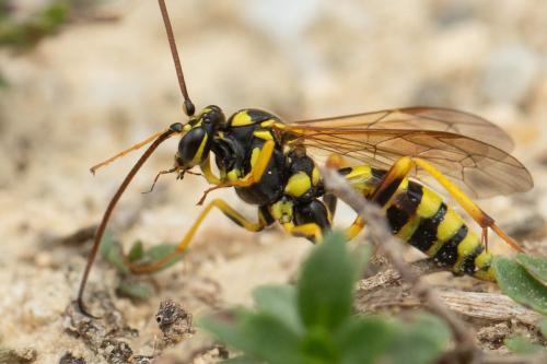 Banchus pictus