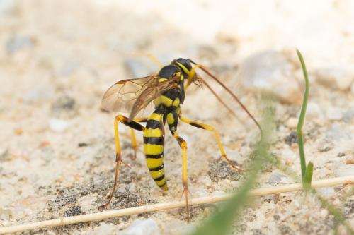 Banchus pictus