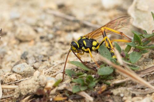 Banchus pictus