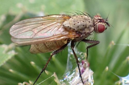 Botanophila fugax