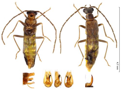 Réf. 349 240 : Malthodes fuscus