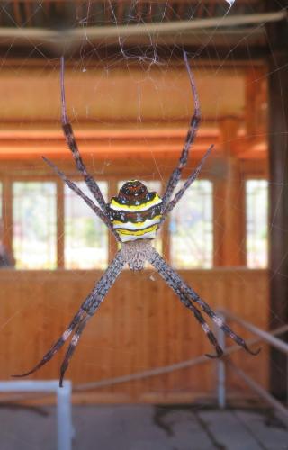 Réf. 349 516 : Argiope sp.