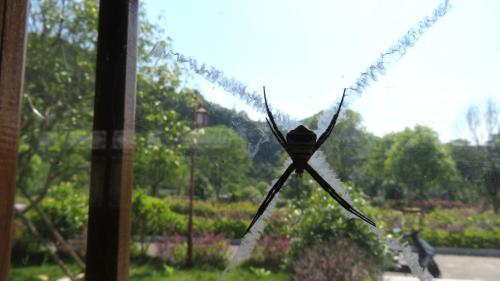 Argiope sp.