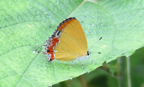 Heliophorus sp.