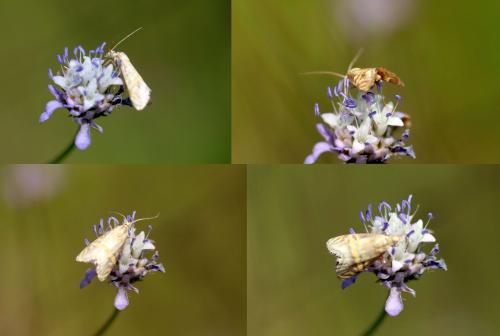 Réf. 349 504 : Euchromius sp.