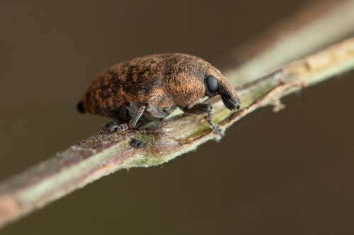 Réf. 349 752 : Larinus obtusus
