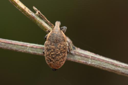 Réf. 349 751 : Larinus obtusus