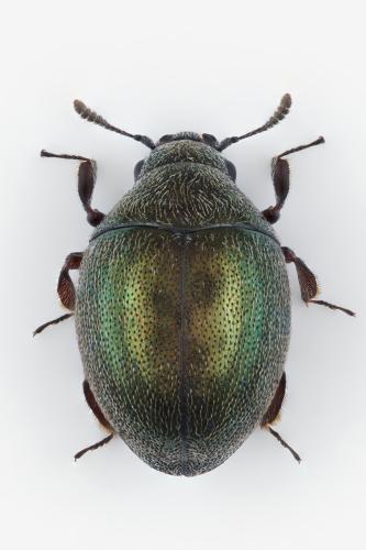 Réf. 349 886 : Lamprobyrrhulus nitidus