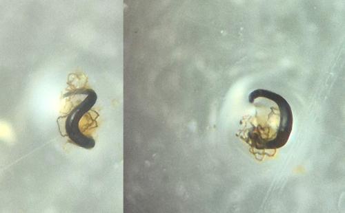 Cryptocephalus sinuatus