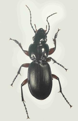 Pterostichus madidus