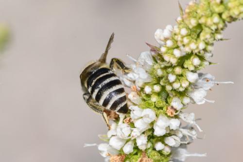 Colletes sp.