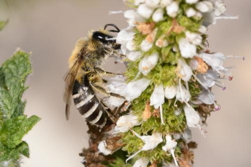 Colletes sp.
