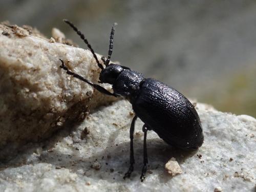 Réf. 349 863 : Galeruca tanaceti