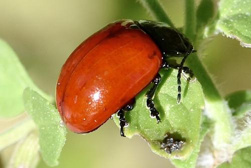Réf. 349 834 : Chrysolina lucida