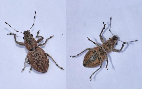 Naupactus cervinus