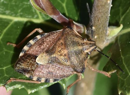Réf. 349 884 : Carpocoris pudicus