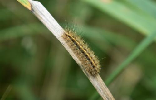 Phragmatobia fuliginosa