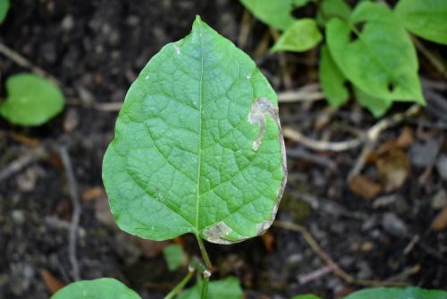 Pegomya setaria