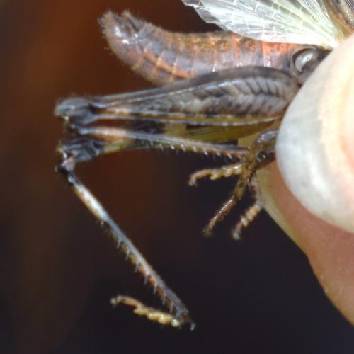 Aiolopus thalassinus thalassinus