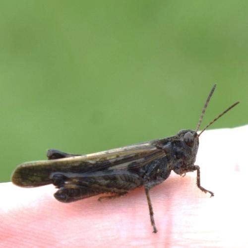 Réf. 349 726 : Aiolopus thalassinus thalassinus