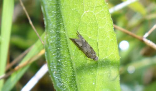 Réf. 349 457 : Pelochrista sp.