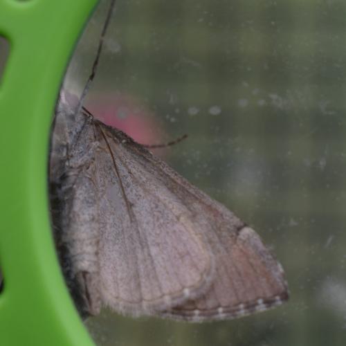 Réf. 349 816 : Aplocera plagiata
