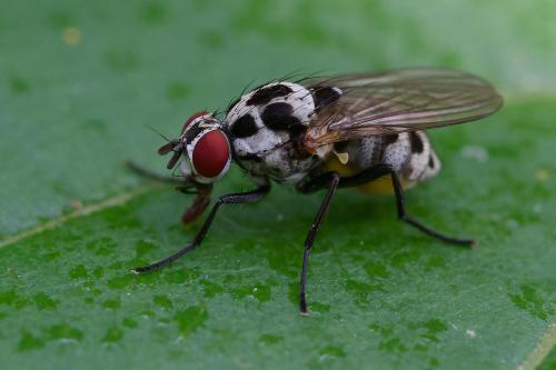 Réf. 349 679 : Anthomyia quinquemaculata