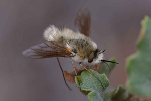 Réf. 349 712 : Anastoechus nitidulus
