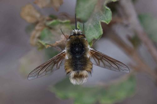 Anastoechus nitidulus
