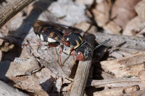 Réf. 349 829 : Epeolus sp.