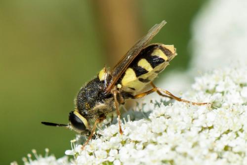 Réf. 349 354 : Stratiomys chamaeleon