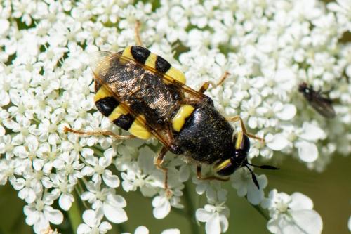 Réf. 349 352 : Stratiomys chamaeleon