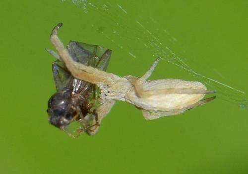 Uloborus walckenaerius