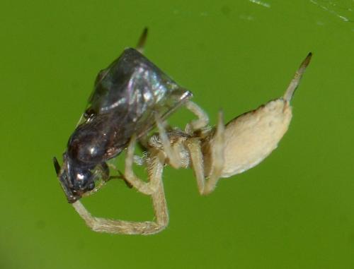 Uloborus walckenaerius