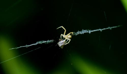 Uloborus walckenaerius