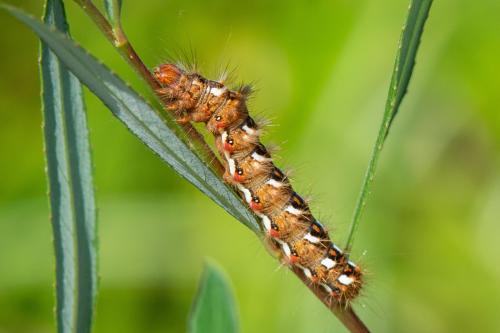Réf. 349 699 : Acronicta rumicis