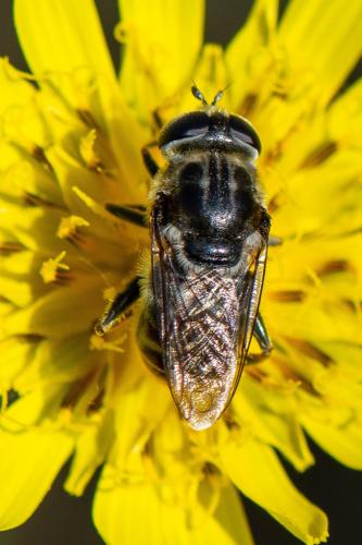 Réf. 349 715 : Merodon sp.
