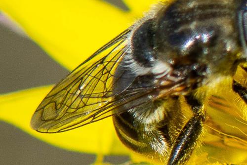 Merodon sp.