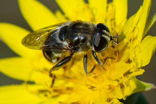 Réf. 349 717 : Merodon sp.