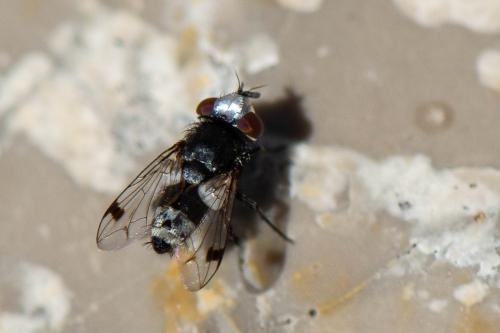 Sphenometopa fastuosa