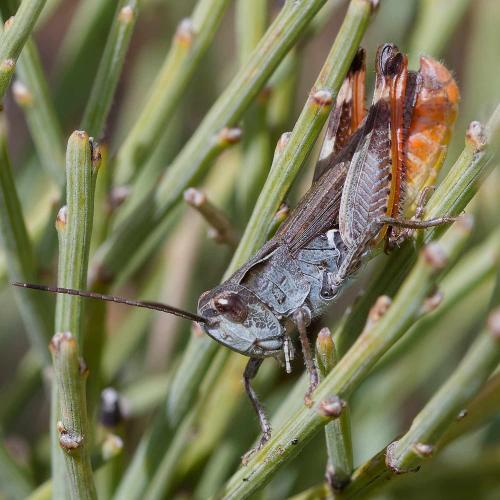 Chorthippus saulcyi saulcyi