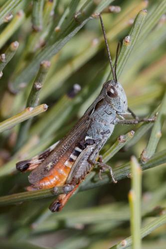 Réf. 349 994 : Chorthippus saulcyi
