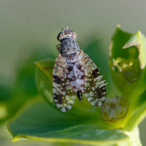 Tephritis matricariae