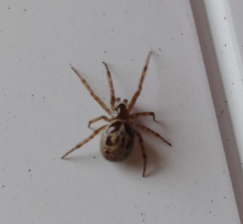 Réf. 349 126 : Steatoda nobilis